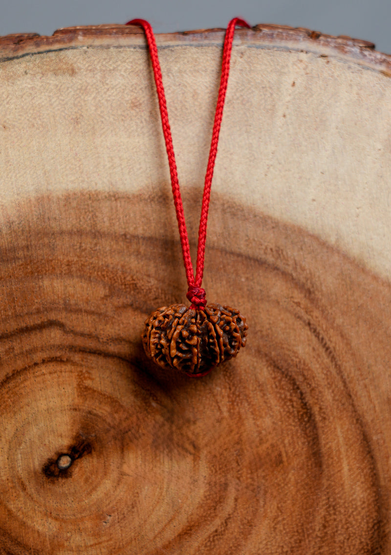 Gauri Shankar Rudraksha – Sacred Union Bead (Approx. 1 Inch | 5g)