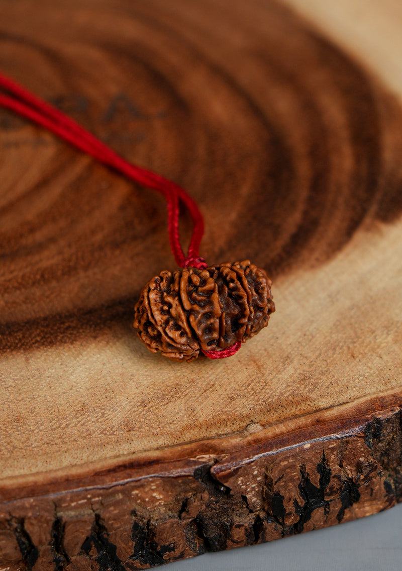 Gauri Shankar Rudraksha – Sacred Union Bead (Approx. 1 Inch | 5g)