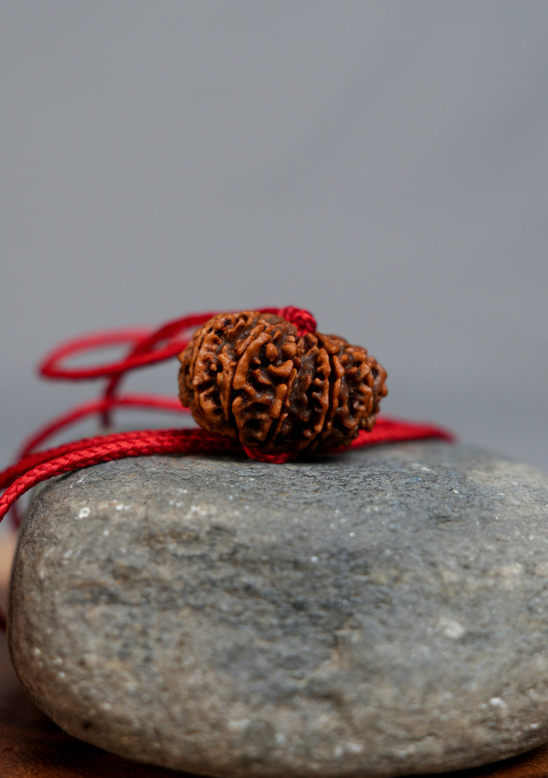 Gauri Shankar Rudraksha – Sacred Union Bead (Approx. 1 Inch | 5g)