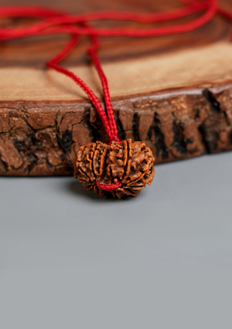 Gauri Shankar Rudraksha – Sacred Union Bead (Approx. 1 Inch | 5g)