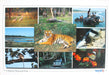 Chitwan National Park Nepal Postcard - nepacrafts